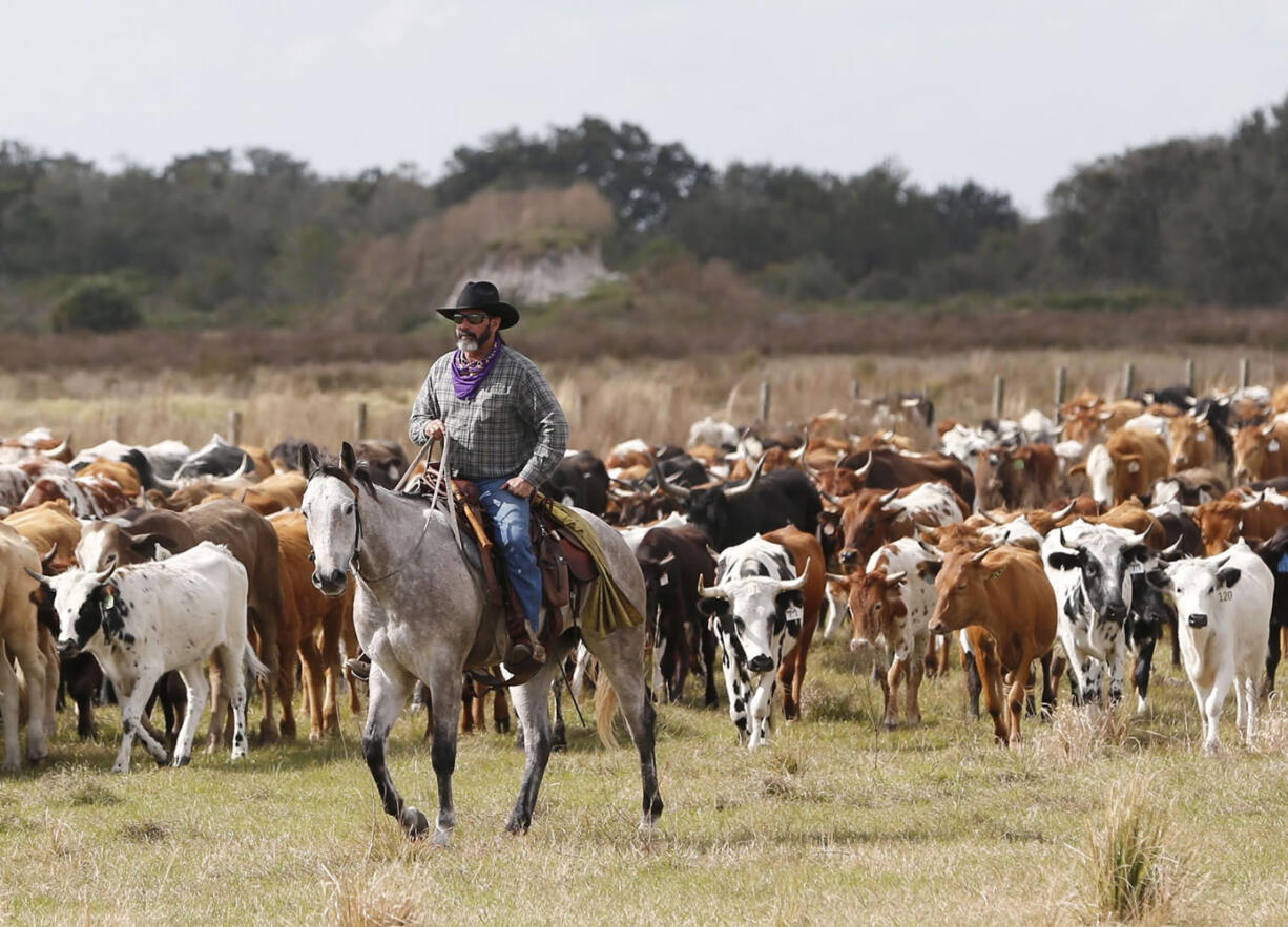 A rider herds cattle Tuesday during the Great Florida Cattle Drive 2016 in Kenansville, Fla. Most of Florida&#039;s cattle are used for breeding and nursing, and they&#039;re typically shipped out West once they get near adulthood.