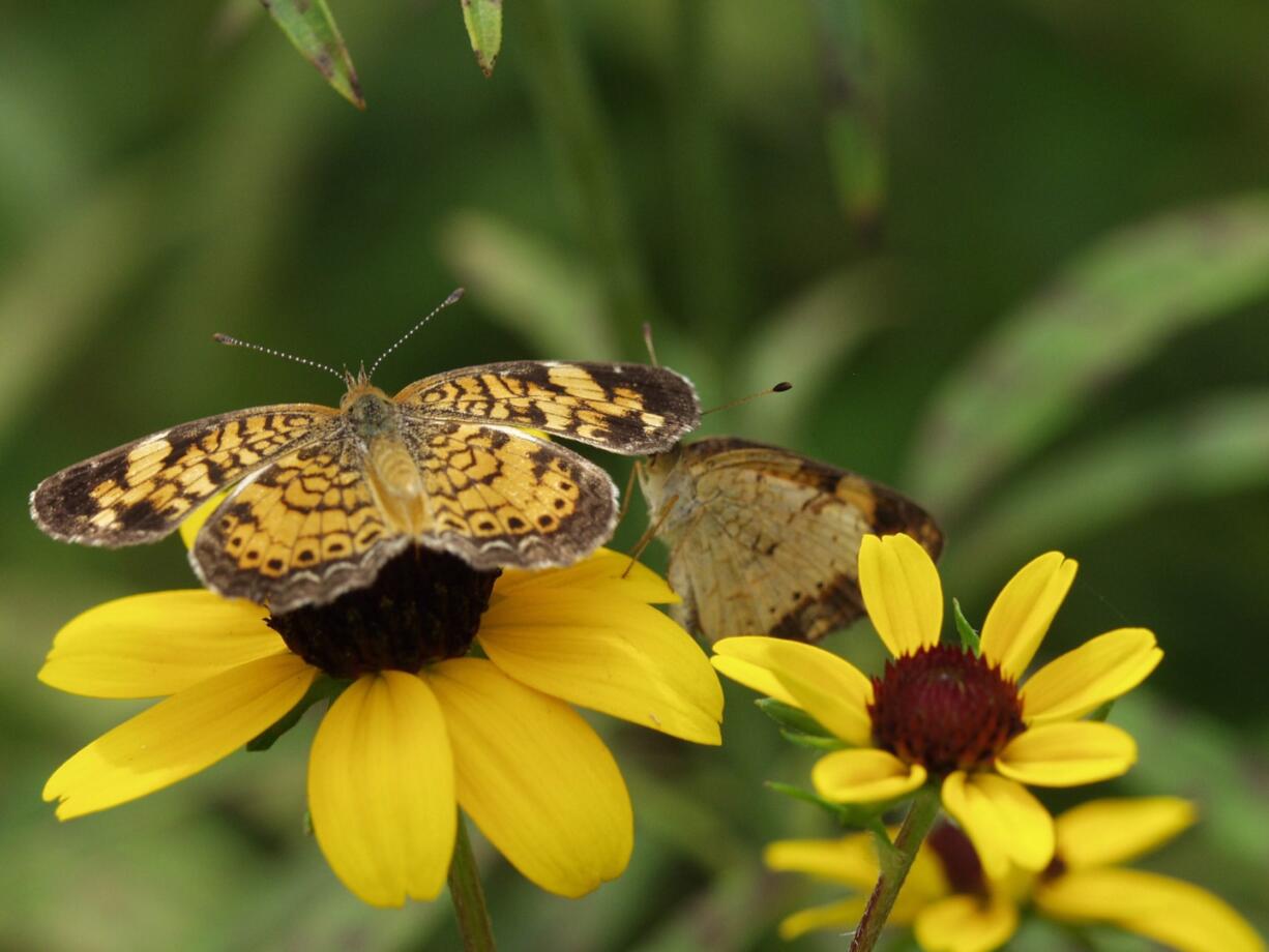 A Phyciodes tharos butterfly is seen at Reiman Gardens, at Iowa State University in Ames, Iowa.