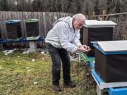 Doug Penning gently picks up a very cold bee he found outside its hive Jan. 7 in Longview. He cupped his hands and blew warm air on it to revive it. After a night in his warm lab, he released it to fly back to its hive.