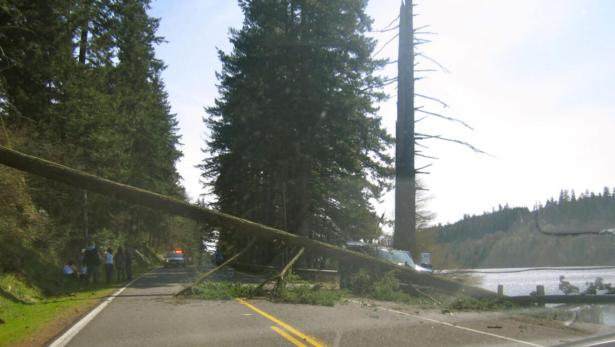 A Portland man was sent to the hospital after a tree fell on him near Lacamas Lake.