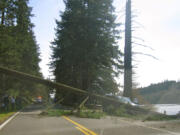 A Portland man was sent to the hospital after a tree fell on him near Lacamas Lake.