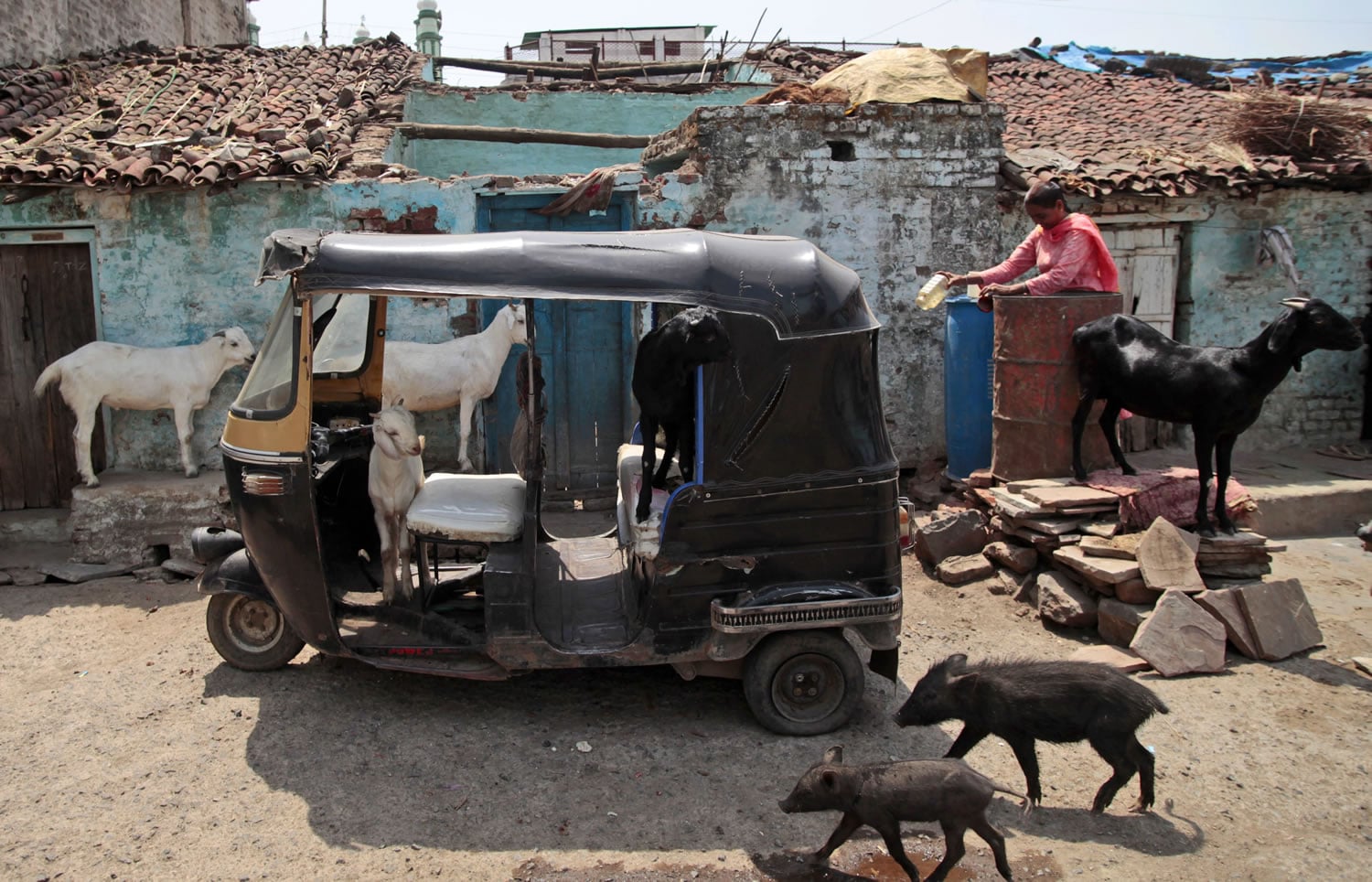 In this May 10, 2012 photo, animals walk in and around an auto rickshaw in the neighborhood where Fatima Munshi lives in Khandwa, India. Living in Australia, Saroo Brierley, 30, was reunited with his biological mother, Munshi, in February 2012, 25 years after an ill-fated train ride left him an orphan on the streets of Calcutta.