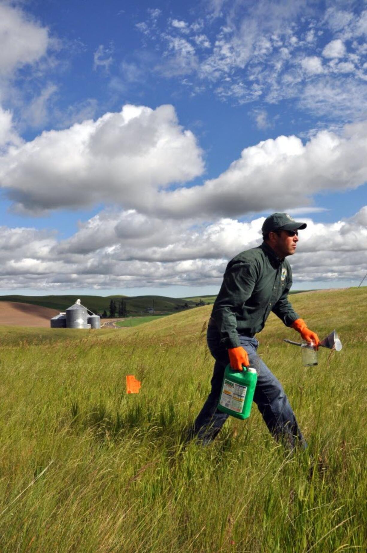 Biologist Joey McCanna walks through Conservation Reserve Program lands in Whitman County.