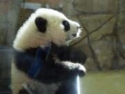 Giant panda cub Bei Bei, seen through glass, tries to get out of his box as he awakes Saturday at the National Zoo in Washington. The cub, born Aug. 22, 2015, made his public debut in January.