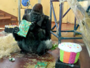 Motuba, a Western lowland gorilla at the Philadelphia Zoo, opens a birthday present that the staff put out for him Thursday. His actual birthday was Jan. 23, but the celebration was postponed due to last week&#039;s blizzard.