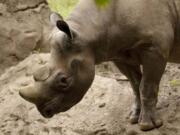 Pete, the Oregon Zoo's black rhino, has been euthanized at the age of 24.