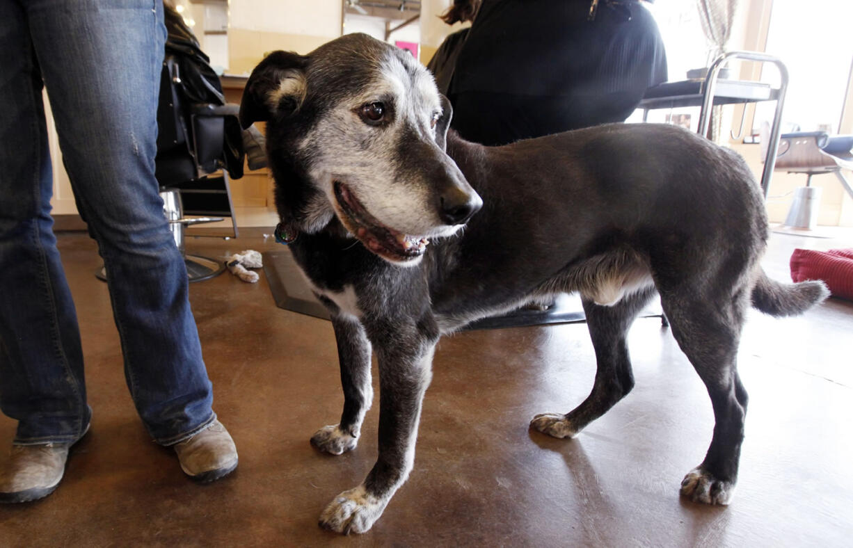 Solomon, a Dalmatian-German shepherd mix estimated to be about 14 years old, hangs out at the shop where his owner, Lisa Black, cuts hair in Seattle.