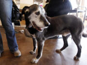 Solomon, a Dalmatian-German shepherd mix estimated to be about 14 years old, hangs out at the shop where his owner, Lisa Black, cuts hair in Seattle.