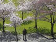 A couple kiss below blooming cherry trees last month in Tom McCall Waterfront park near the Willamette River in Portland.