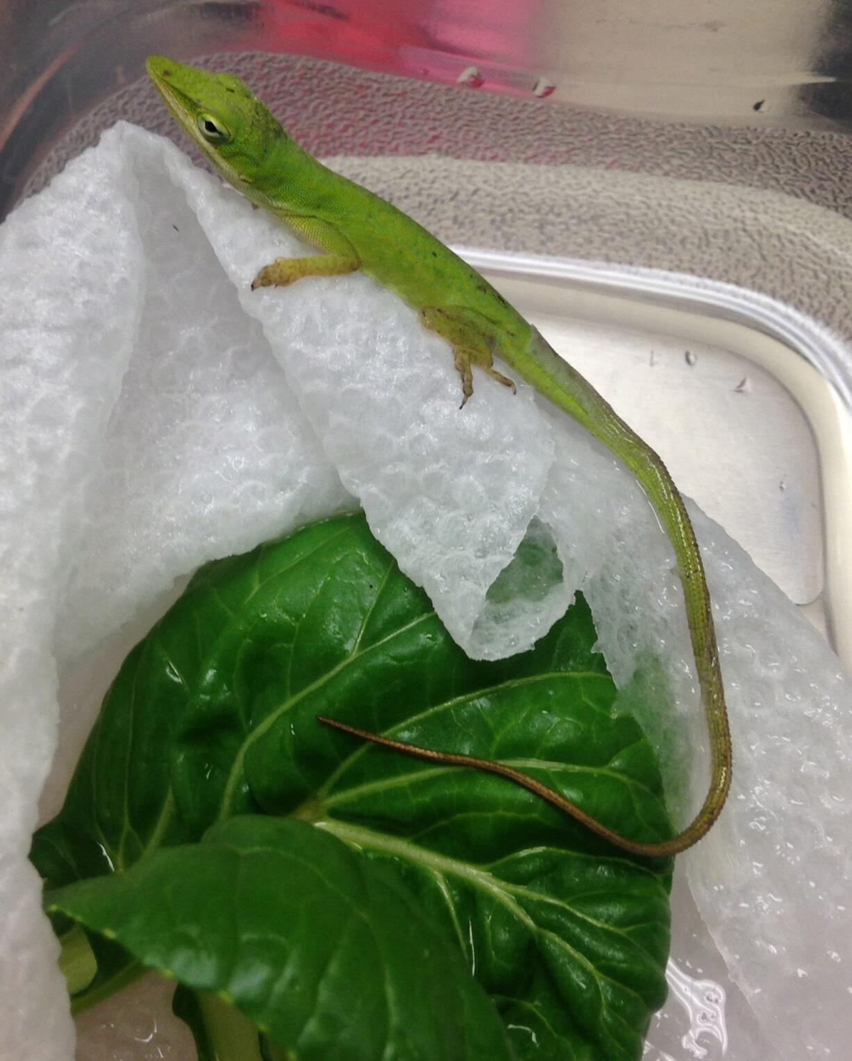 A green anole lizard found in a bundle of tatsoi greens last week at Riverside Elementary School in Princeton, N.J., has a new home in a science classroom.