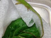 A green anole lizard found in a bundle of tatsoi greens last week at Riverside Elementary School in Princeton, N.J., has a new home in a science classroom.