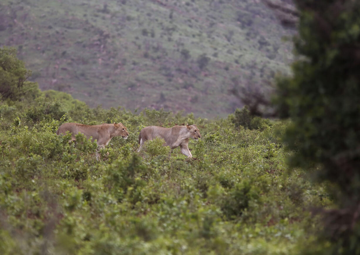 Lion walk near to buffalo last month inside the Hluhluwe game reserve on the outskirts of Hluhluwe, South Africa.