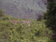 Lion walk near to buffalo last month inside the Hluhluwe game reserve on the outskirts of Hluhluwe, South Africa.