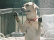 Phifer Wire Products
A dog leans against a pet-resistant &quot;Pet Screen,&quot; a product offered by Phifer Wire. The screen, made of a vinyl-coated polyester, resists damage caused by pets.