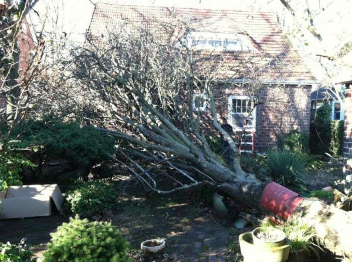 Prairie Electric posted this photo on Twitter of a tree down on D Street in the Arnada neighorhood in Vancouver on Feb. 3.