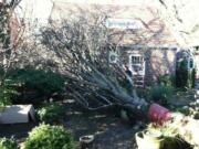 Prairie Electric posted this photo on Twitter of a tree down on D Street in the Arnada neighorhood in Vancouver on Feb. 3.