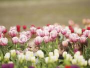 Visitors enjoy tulips at Holland America Bulb Farm in Woodland.