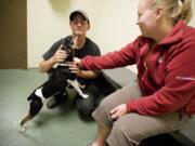 Ty Collins, 26, and Kelsi O'Connor, 25, of Washougal play with Moe, a rat terrier mix at the Humane Society for Southwest Washington on October 3, 2010. The couple decided to adopt Moe.