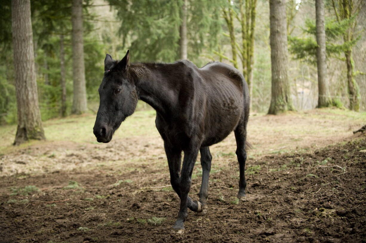 Star, shown Jan. 9, was rescued by Clark County Animal Control and Adopt-a-Horse after being found malnourished on Dec. 26, 2011.