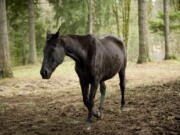 Star, shown Jan. 9, was rescued by Clark County Animal Control and Adopt-a-Horse after being found malnourished on Dec. 26, 2011.