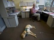 Mike Githens checks on Kaya, a guide dog in training, while he works at the offices of the Fort Vancouver Library District on Friday.