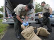 Clark County Sheriff's deputy James Naramore tags a bag of marijuana while processing evidence after serving a warrant at a home in the Orchards area as part of the Operation Gang Green raids on dozens of Clark County homes on October 13.