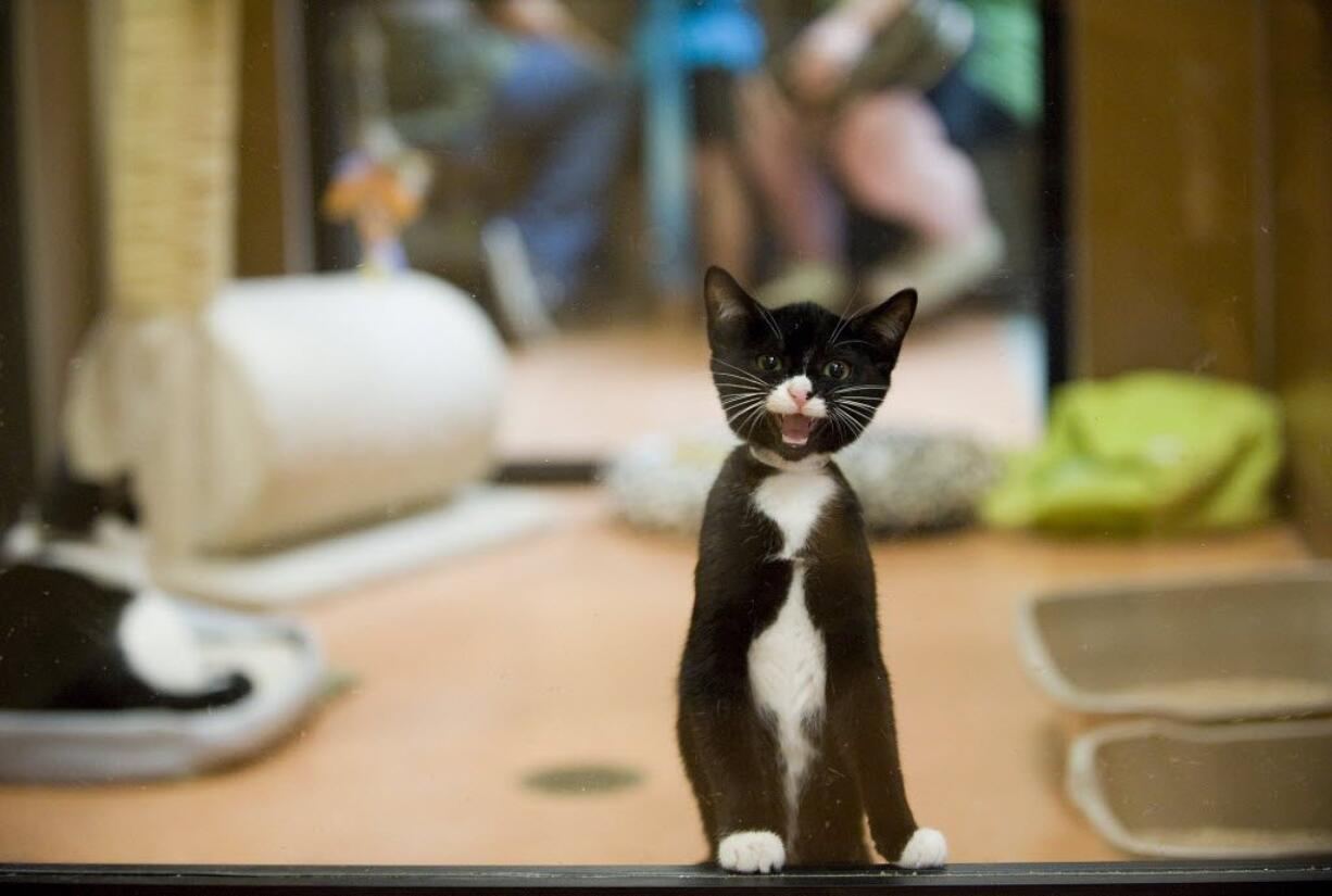 Giddy the kitten waits to be adopted at The Humane Society for Southwest Washington during the shelter's one year anniversary celebration in 2010.