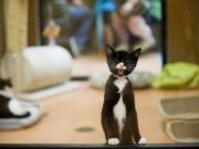 Giddy the kitten waits to be adopted at The Humane Society for Southwest Washington during the shelter's one year anniversary celebration in 2010.