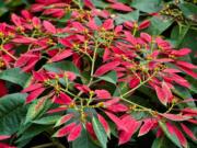 In its wild-growing manifestation, Euphorbia pulcherrima -- better known as poinsettia -- is a far cry from the intensively cultivated varieties popular at Christmas.