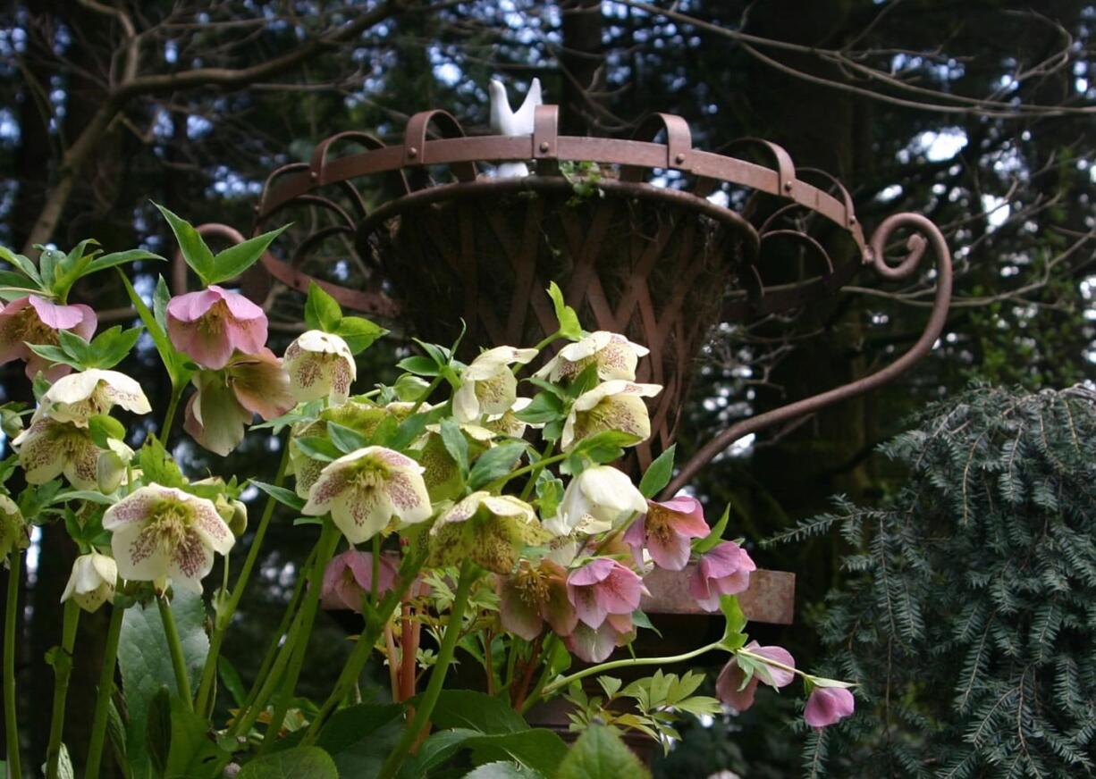 A vignette of perennial flowers, blue conifer and garden ornament adds interest to the early spring garden scene.