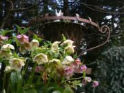 A vignette of perennial flowers, blue conifer and garden ornament adds interest to the early spring garden scene.