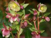 &quot;Hot Flash&quot; brings a month of nonstop blooming hellebores to a spectacular finale.