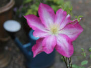 Once planted, the dramatic flowers of the perennial clematis asao will return to the garden year after year.