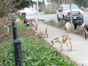 A herd of goats got loose in east Vancouver on Tuesday afternoon near Union High School.