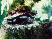 Marbled murrelets are a threatened species.