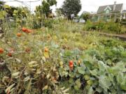 Ripening tomatoes hang from vines at a community garden at the intersection of East Eighth and T streets in Vancouver.