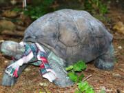 A large tortoise adds a note of winter interest along the driveway leading to the house and garden.