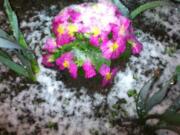 Snow covers flowers near The Columbian's parking lot in downtown Vancouver shortly after 10:30 p.m. Wednesday.