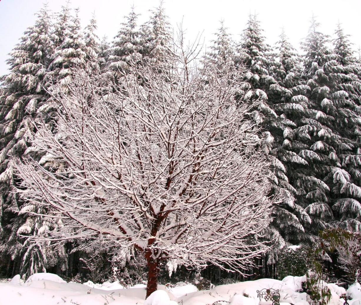 A deciduous cherry tree stands out starkly against a backdrop of Douglas firs.