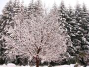 A deciduous cherry tree stands out starkly against a backdrop of Douglas firs.