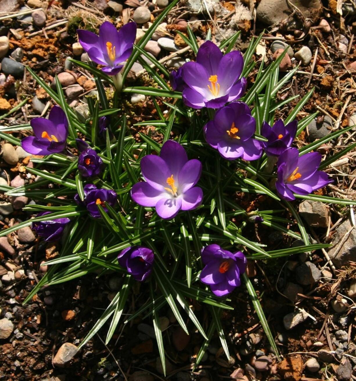 A cluster of early crocuses signals the return of the spring garden.