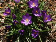 A cluster of early crocuses signals the return of the spring garden.