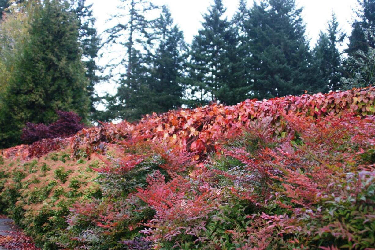 Robb Rosser Winter is around the corner but fall color is at its peak of perfection as temperatures drop and days grow shorter.