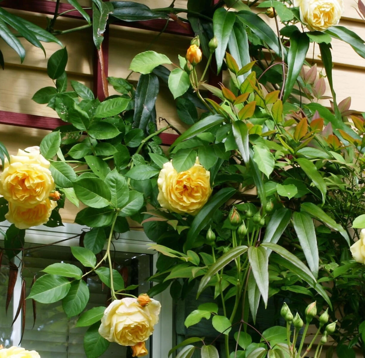 Feed established roses with an organic, high phosphorus fertilizer to encourage large blooms, healthy roots and disease resistance.