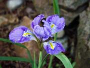 The water color texture of Iris unguicularis is a cheerful addition to the late winter/early spring garden and is the first to bloom year after year.