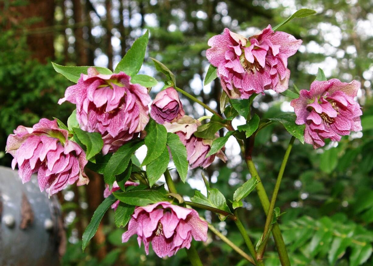 An ever-expanding selection of hellebores have become columnist Robb Rosser's favorite plants to fill the gap between the winter and late spring flower garden.