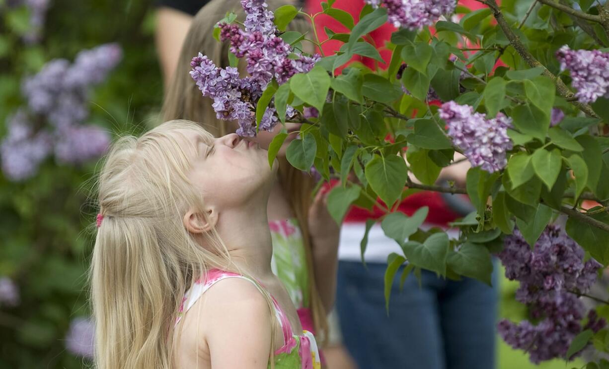 A girl smells lilacs as she and her family tour the Hulda Klager Lilac Gardens in Woodland.