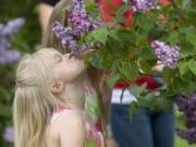 A girl smells lilacs as she and her family tour the Hulda Klager Lilac Gardens in Woodland.