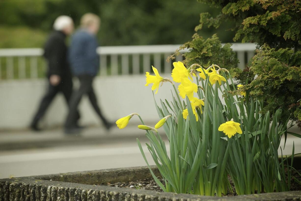 A sure sign of spring is on the way in the form daffodils sprouting along Evergreen Blvd. Monday. On the eve of spring, the Northwest remains stuck in a weather pattern that looks more like January than March.