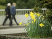 A sure sign of spring is on the way in the form daffodils sprouting along Evergreen Blvd. Monday. On the eve of spring, the Northwest remains stuck in a weather pattern that looks more like January than March.